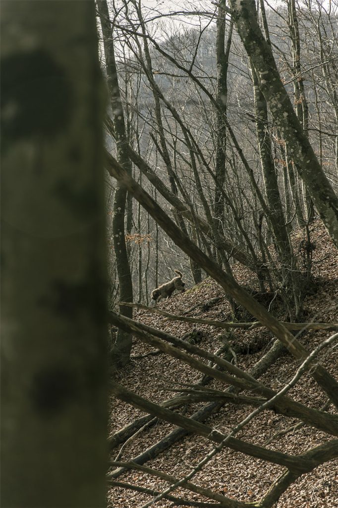 lagotto nel bosco durante la ricerca del tartufo