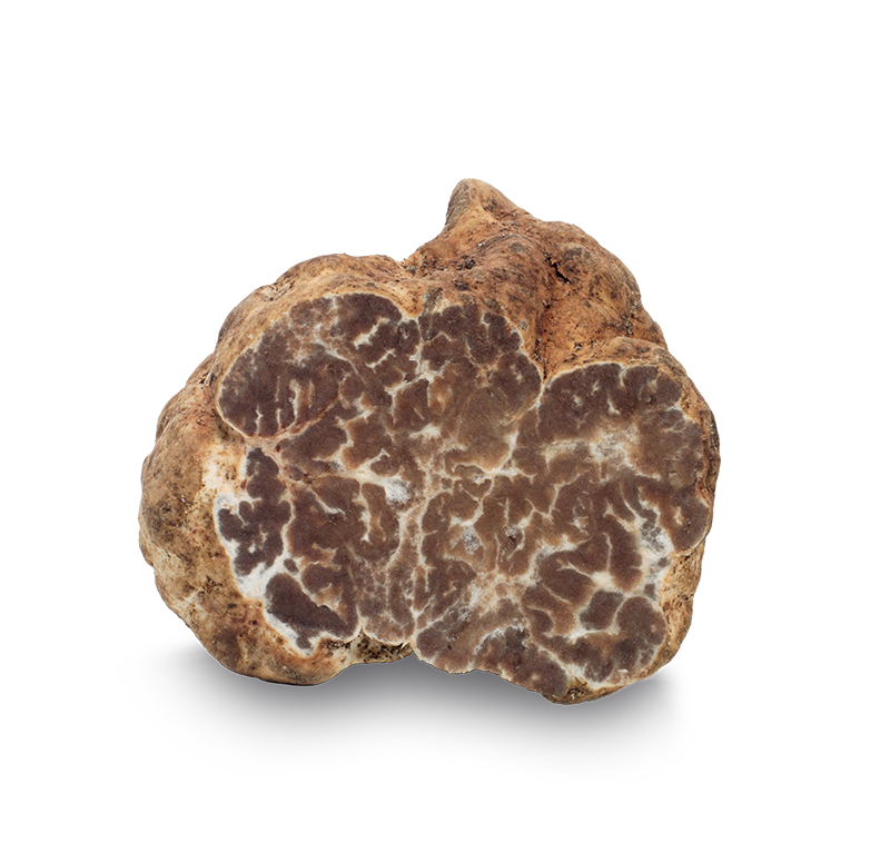 Tartufo Bianchetto