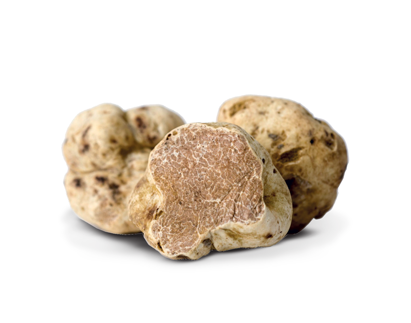 Tartufo Bianco
